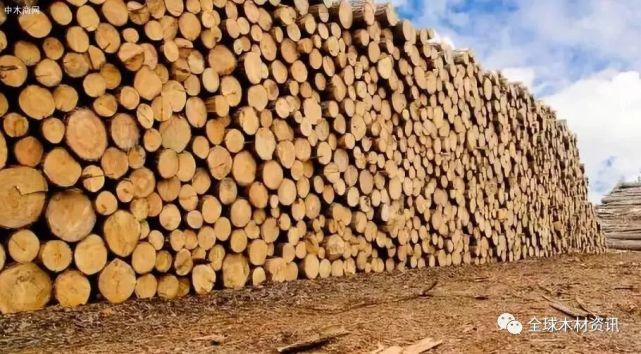 国外热带材需求旺盛或将推高我国木材价格