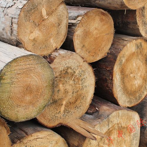产品目录 建筑和装饰材料 木料和板材 原木和木皮 > 江西铁杉原木烘乾