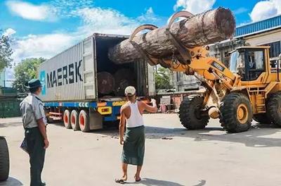 缅甸历史上第一次!花两个月从非洲进口了60吨原木