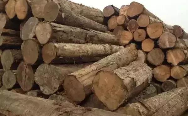 缅甸木材资源渐少首次进口原木