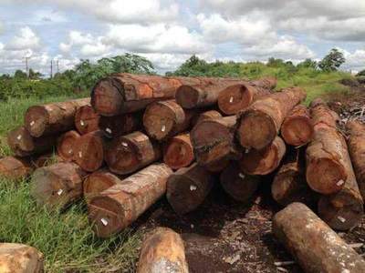 首批南美木材在重庆永川区上岸 西部木业企业消耗木材已占全国40%